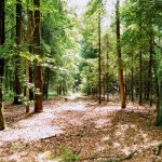 Natuurbegraven Overijssel