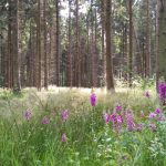Natuurbegraven Overijssel