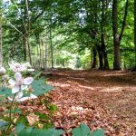 Natuurbegraven Overijssel