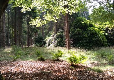 Natuurbegraven Overijssel