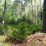 Natuurbegraven Overijssel
