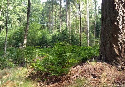 Natuurbegraven Overijssel